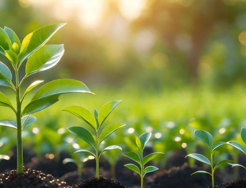 Comply with Market Trends and Practice Sustainable Responsibilities